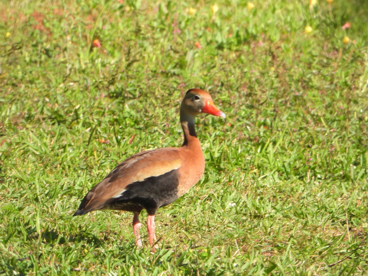 Black-bellied Whistling-Duck - ML623899213