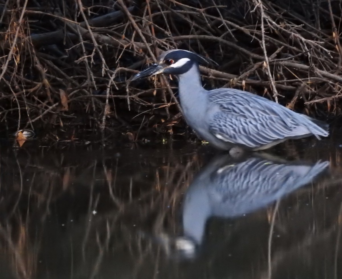 Yellow-crowned Night Heron - ML623899219