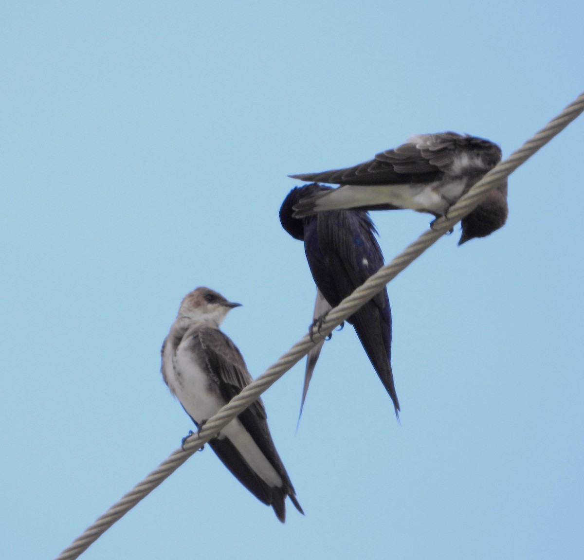 Brown-chested Martin - ML623899222