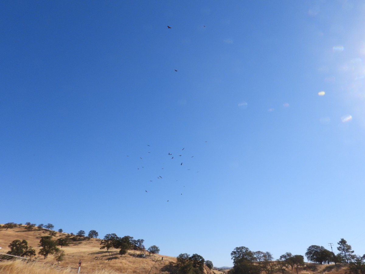 Turkey Vulture - ML623899223