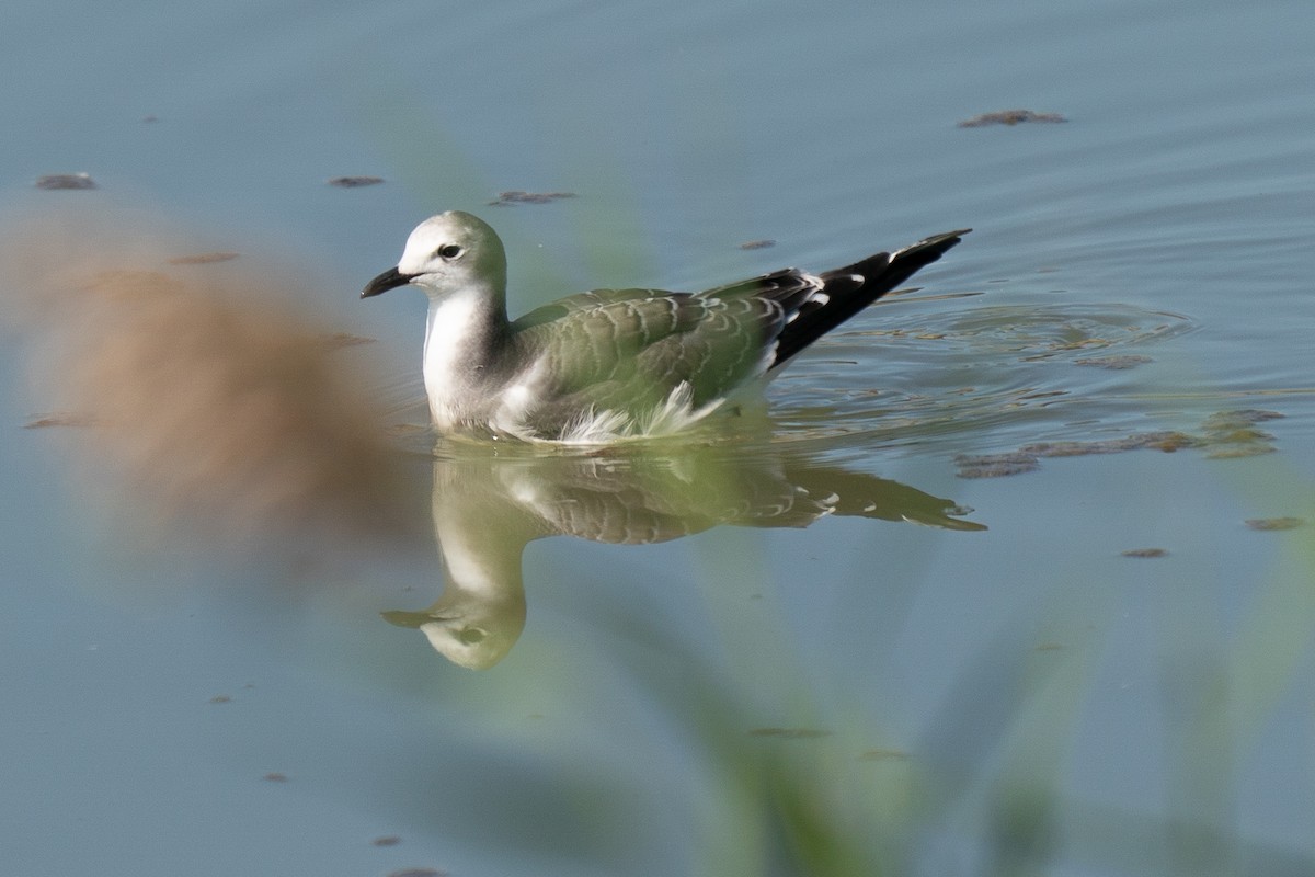 Sabine's Gull - ML623899238