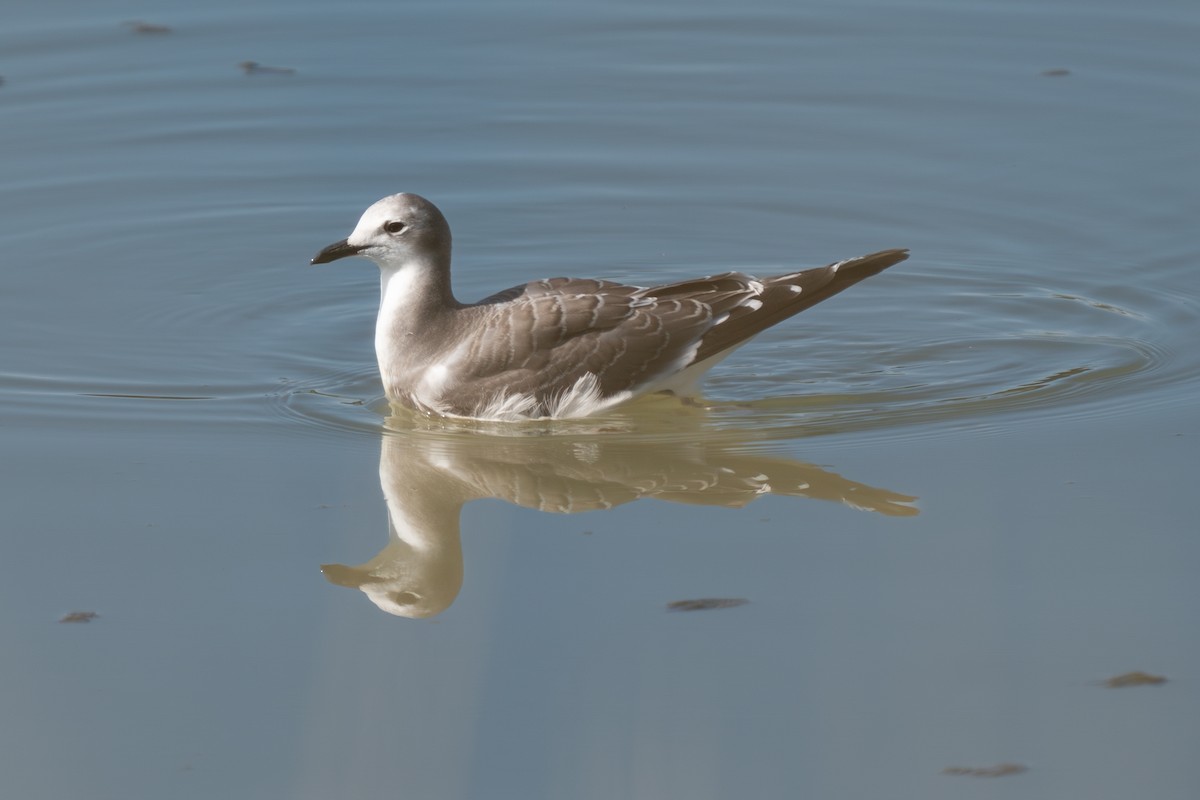 Sabine's Gull - ML623899239