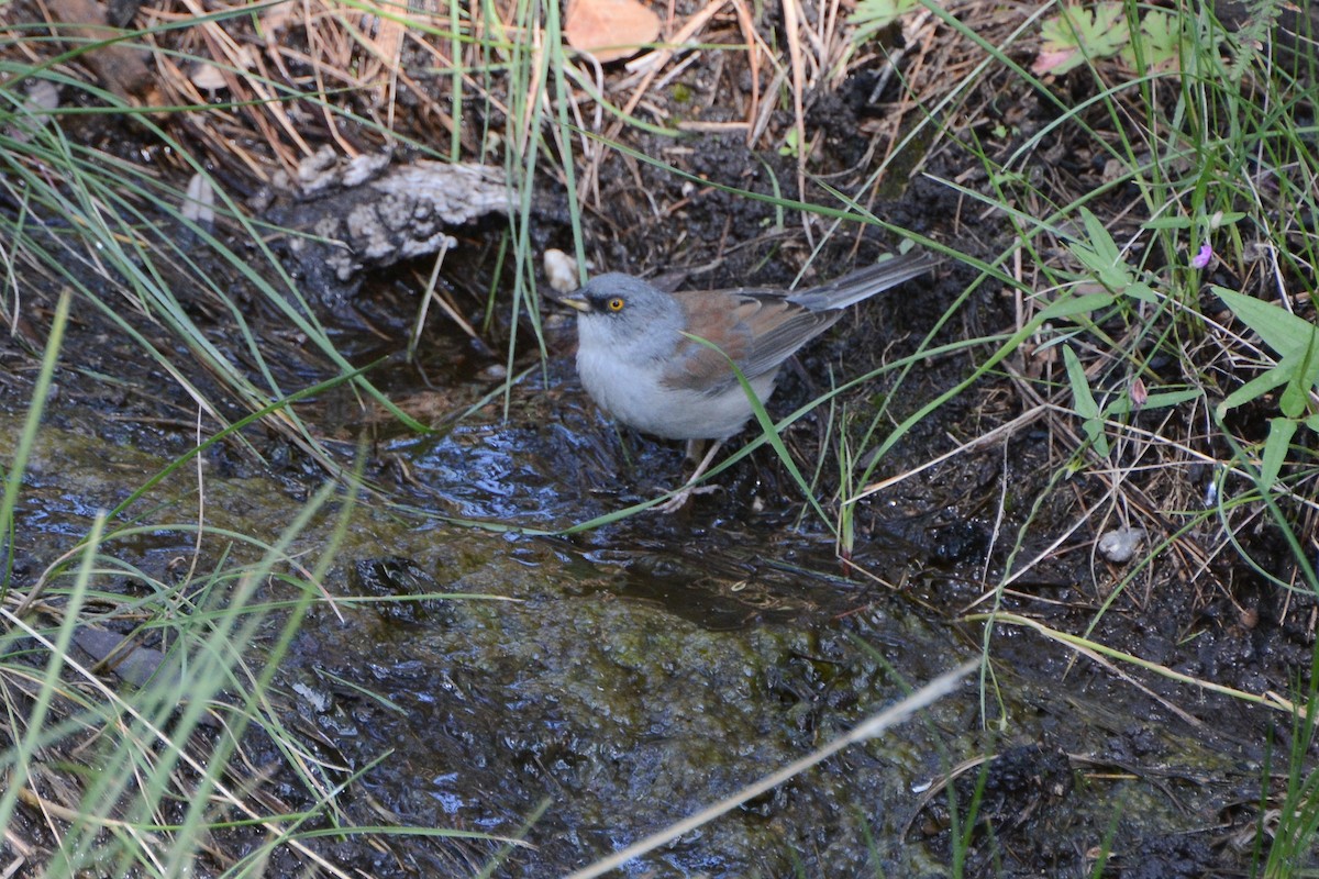 Yellow-eyed Junco - ML623899242