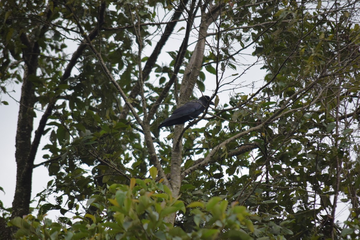 Large-billed Crow - ML623899243