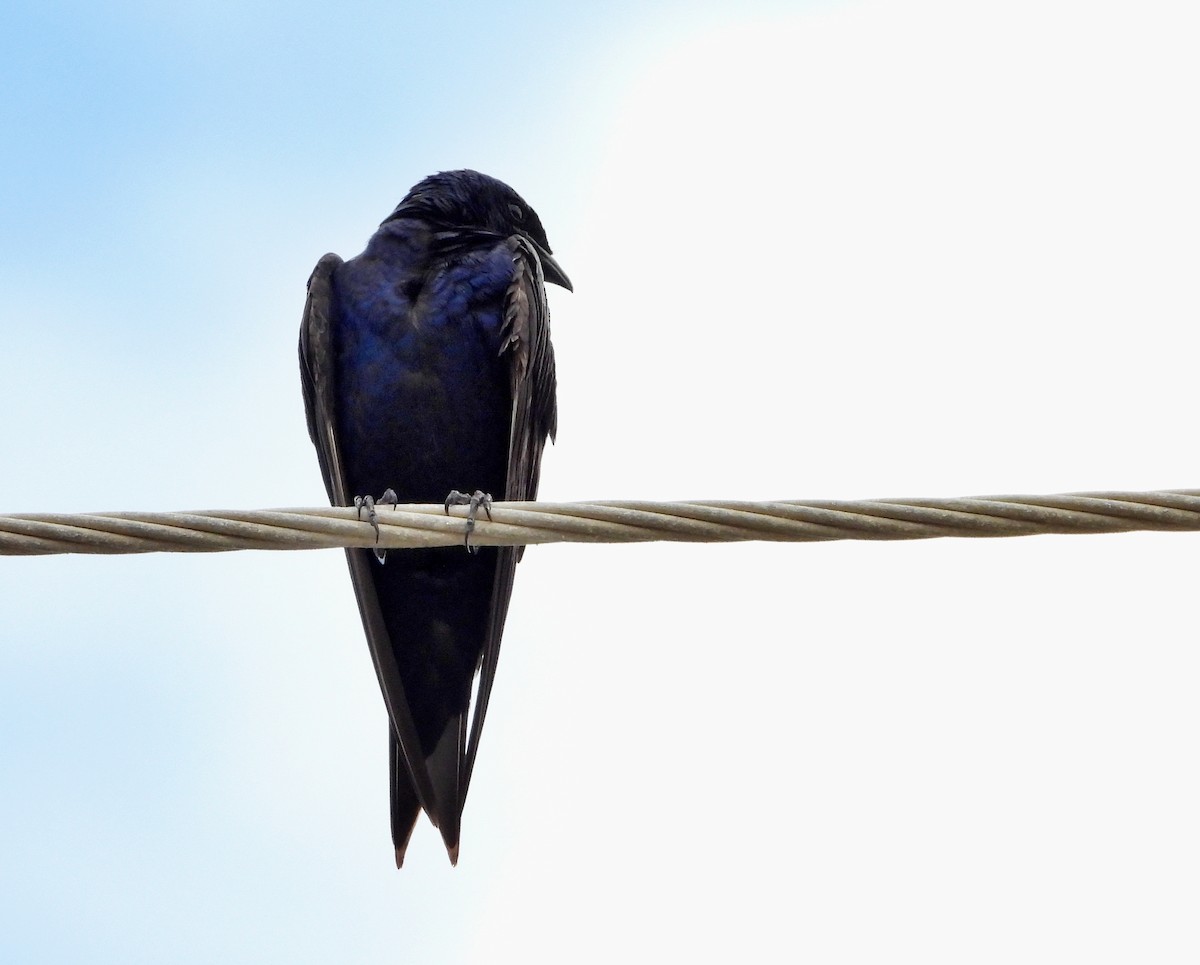 Purple Martin - ML623899250