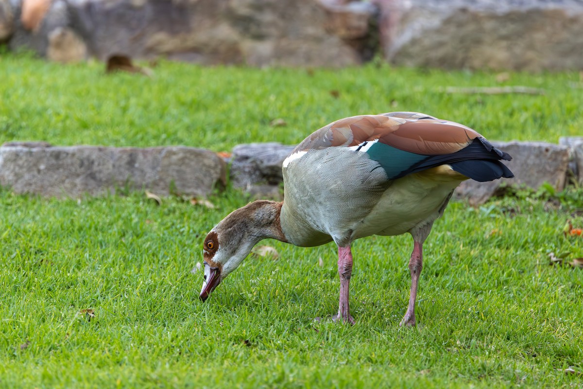 Egyptian Goose - ML623899265