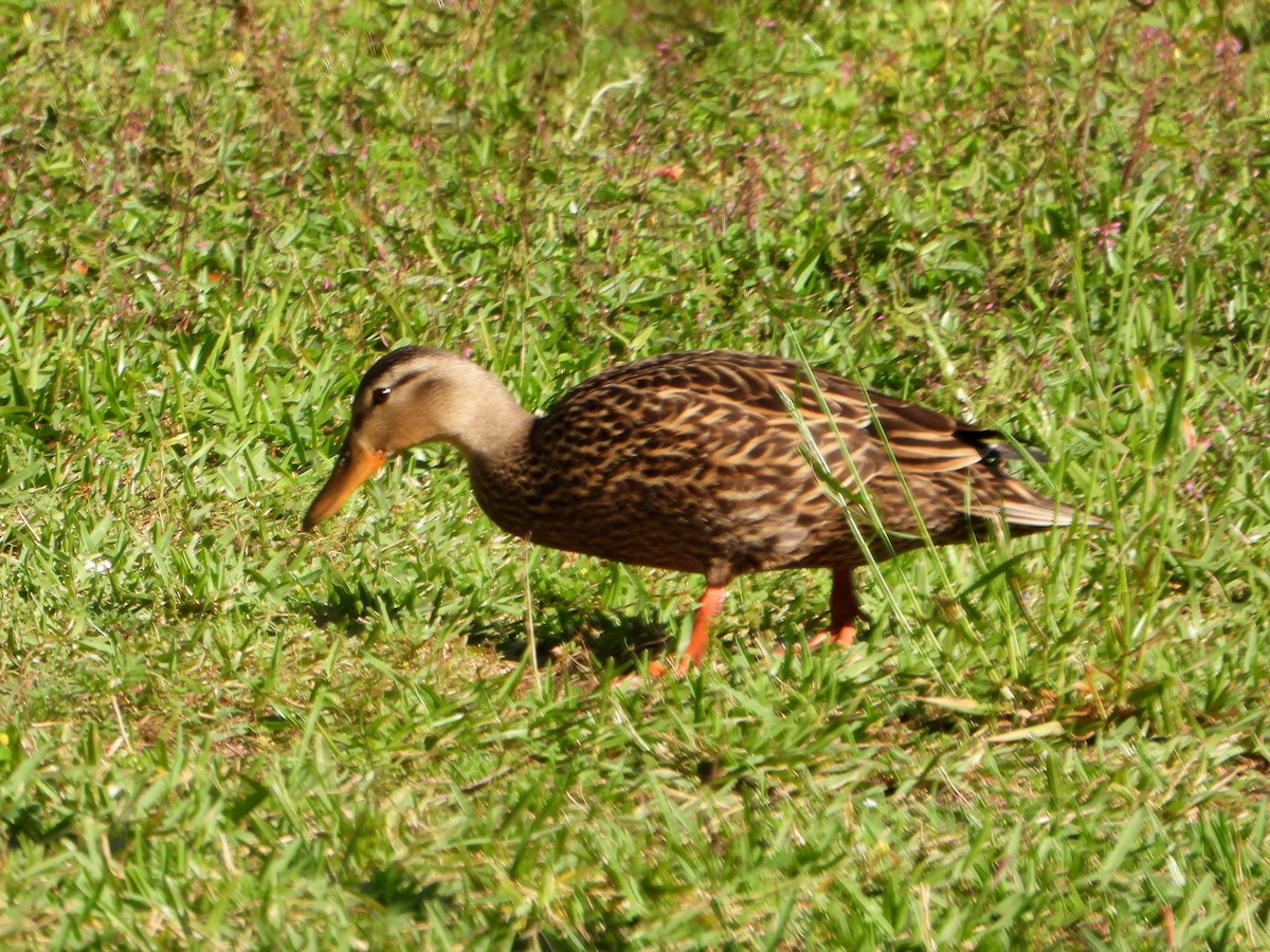 Mottled Duck - ML623899268