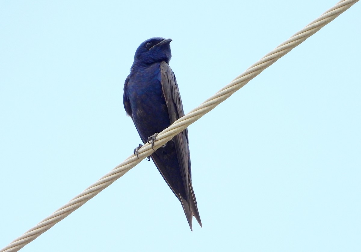 Purple Martin - ML623899269