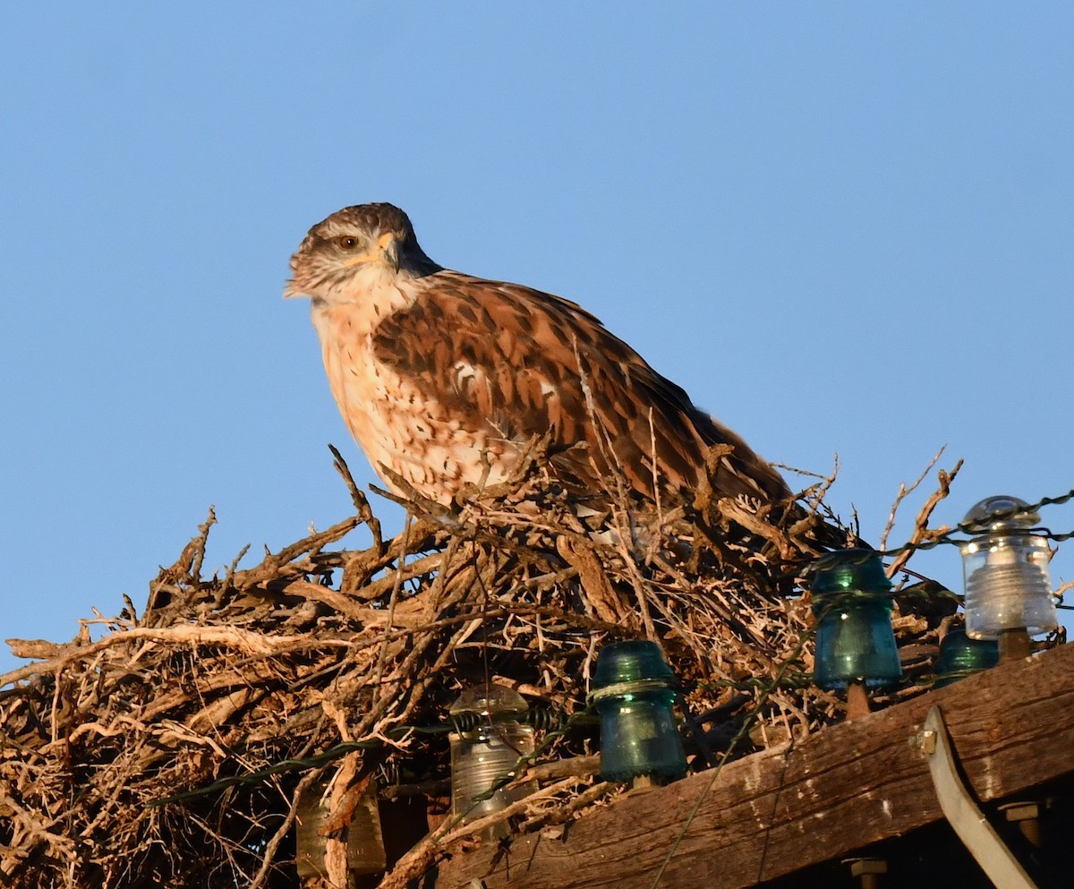 Ferruginous Hawk - ML623899284