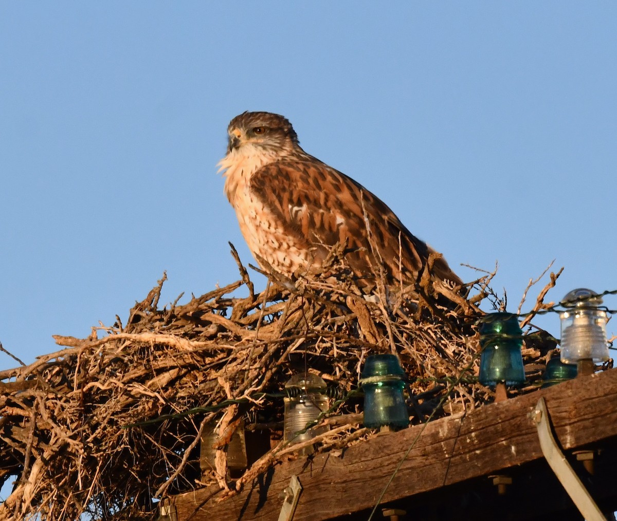 Ferruginous Hawk - ML623899285