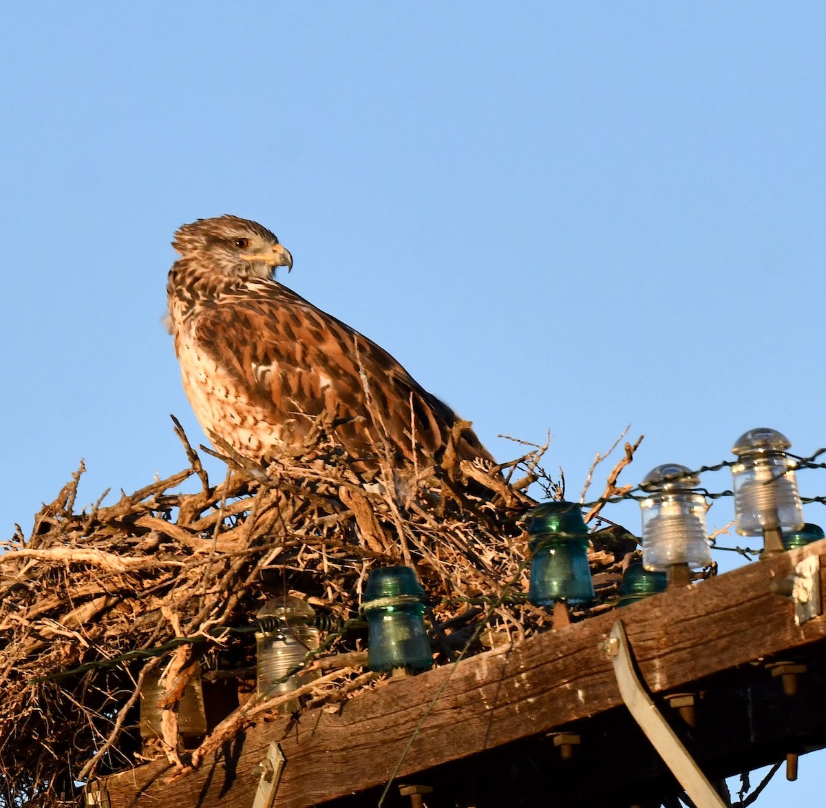 Ferruginous Hawk - ML623899286