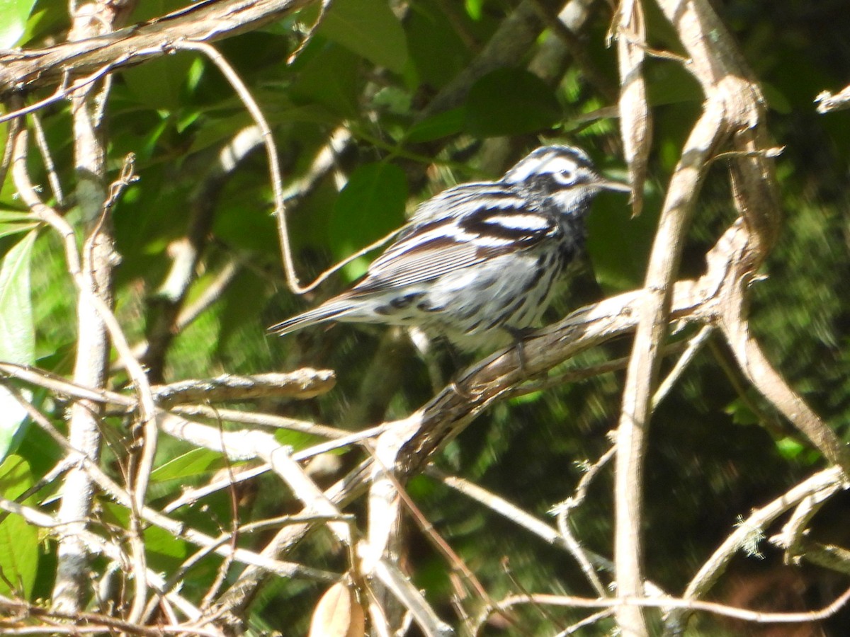 Black-and-white Warbler - ML623899313