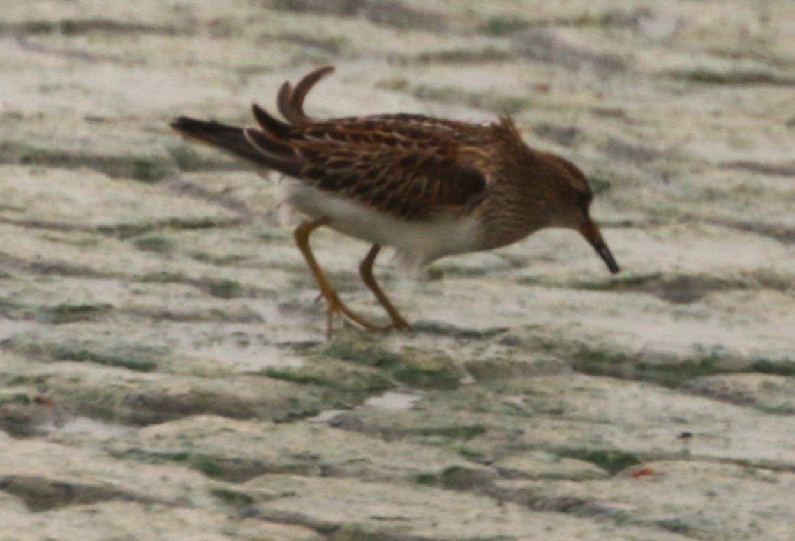 Graubrust-Strandläufer - ML623899332