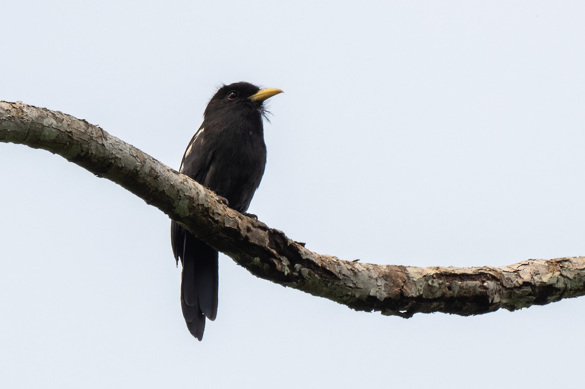 Yellow-billed Nunbird - ML623899336