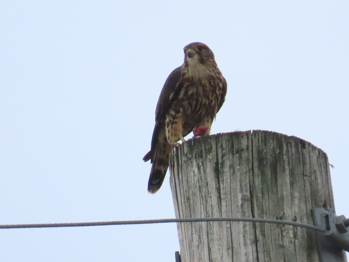 Faucon émerillon (columbarius) - ML623899377