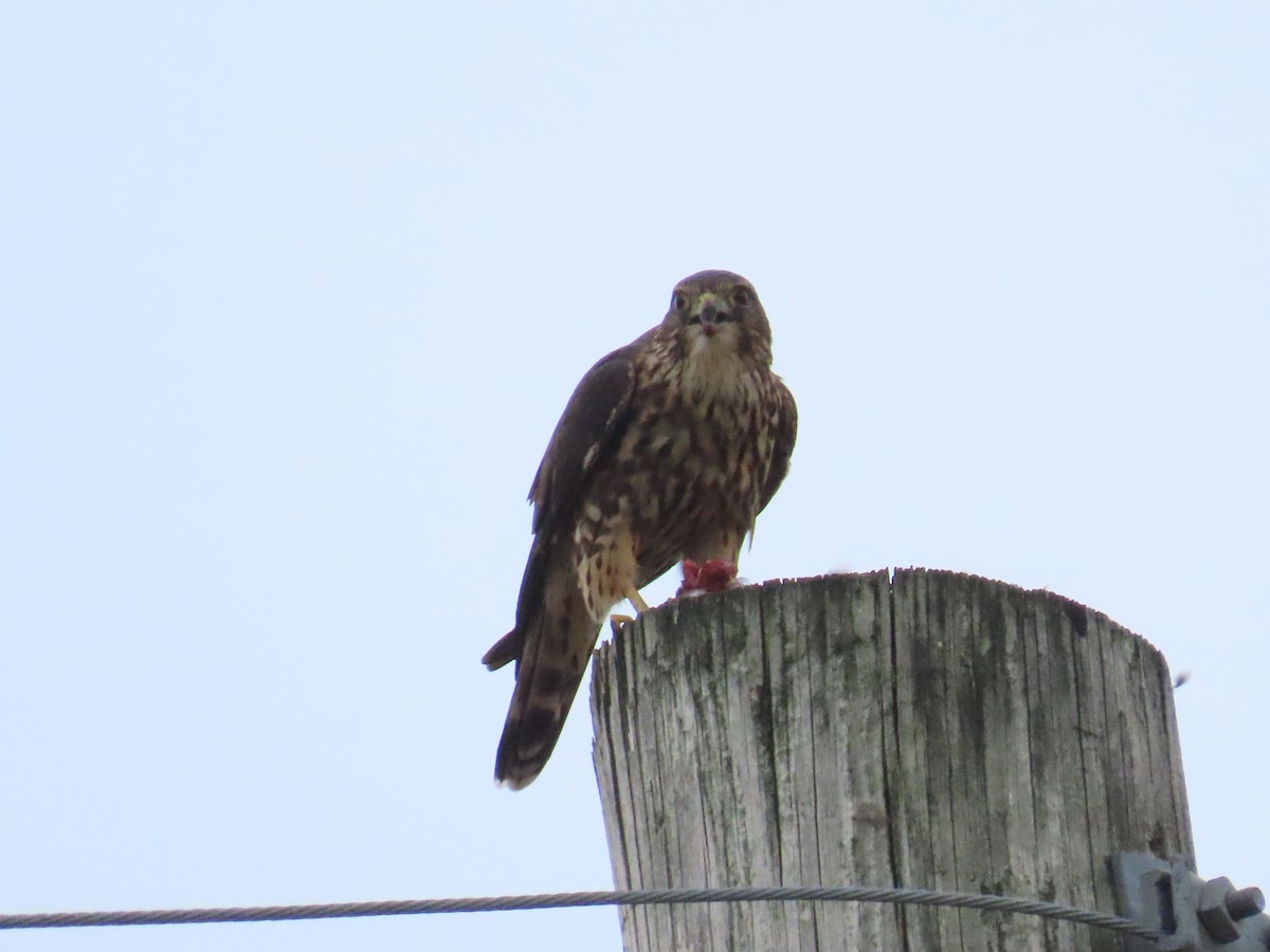 Faucon émerillon (columbarius) - ML623899378