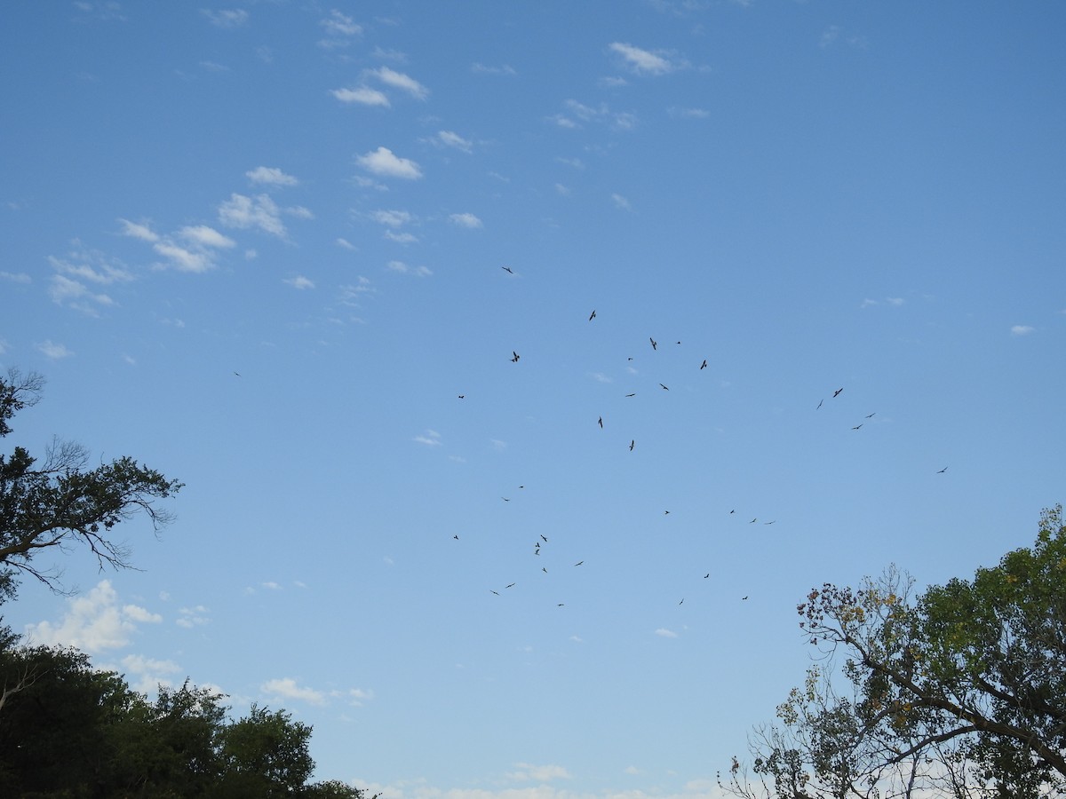 Mississippi Kite - ML623899379