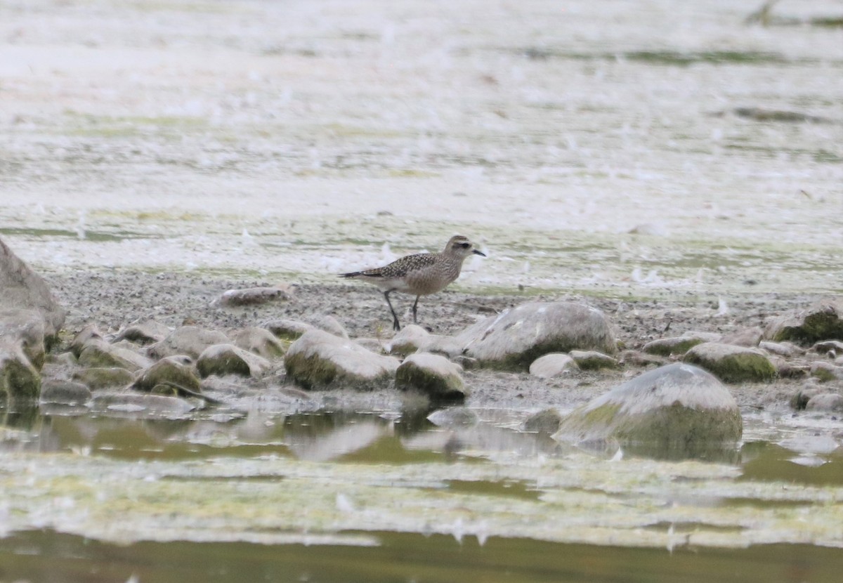 American Golden-Plover - ML623899390