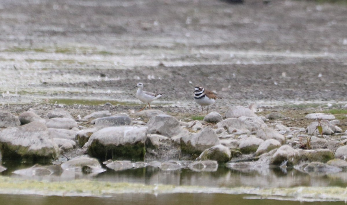 Wilson's Phalarope - ML623899400