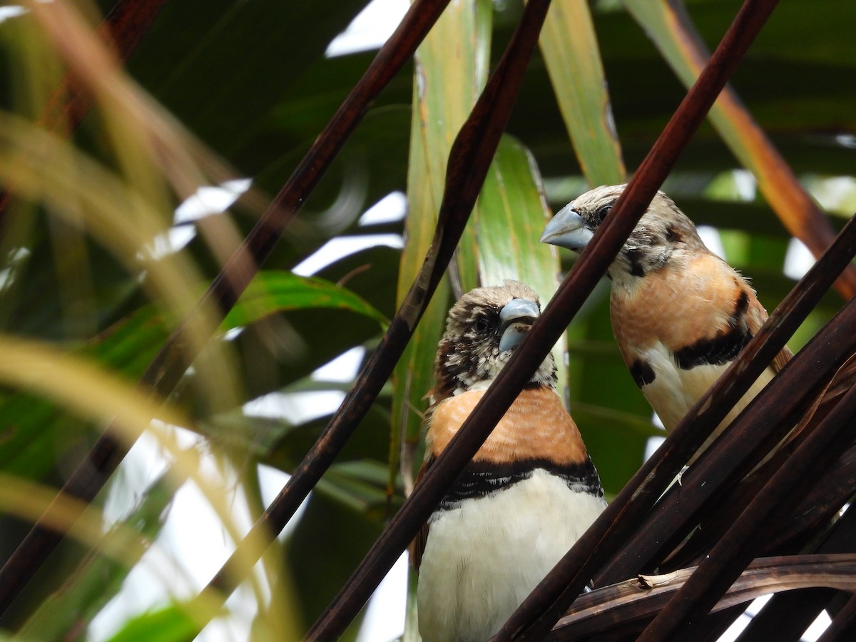 Chestnut-breasted Munia - ML623899413