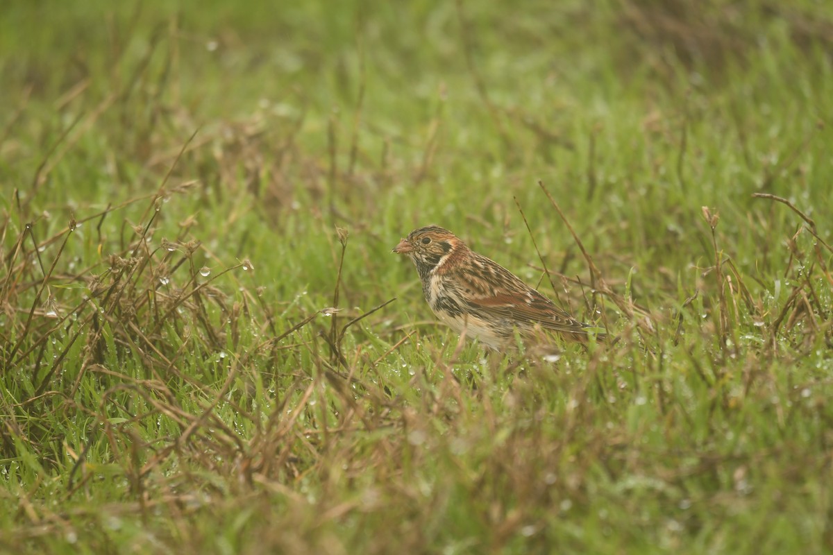 Lapland Longspur - ML623899418