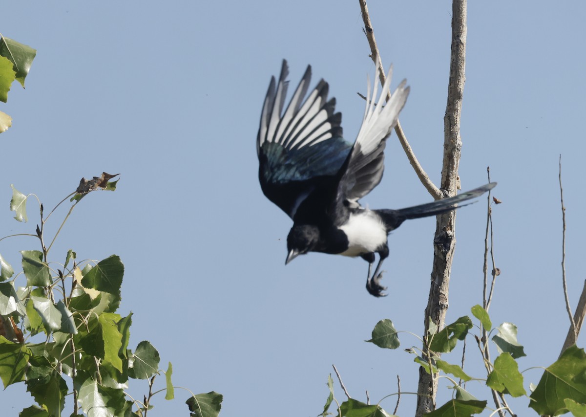 Black-billed Magpie - ML623899419