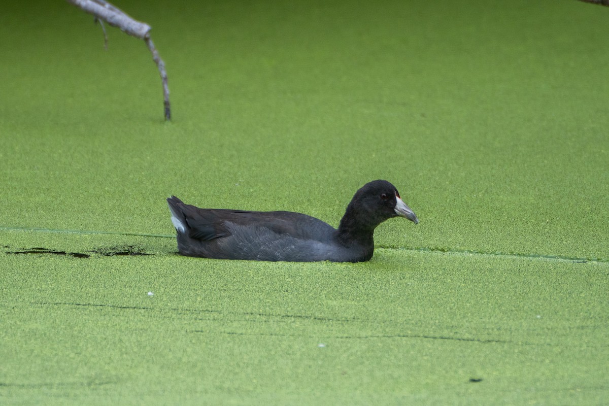 American Coot - ML623899428