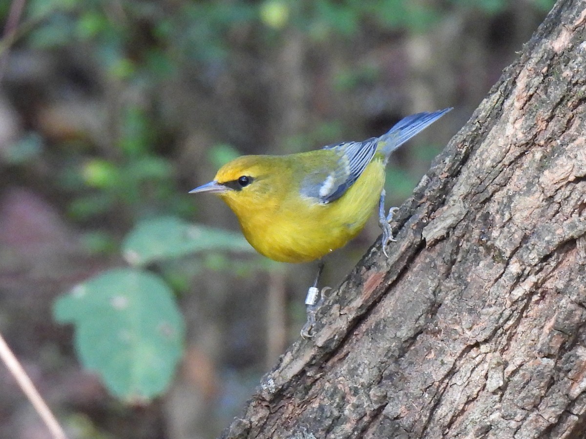 Blue-winged Warbler - Ed Daniels