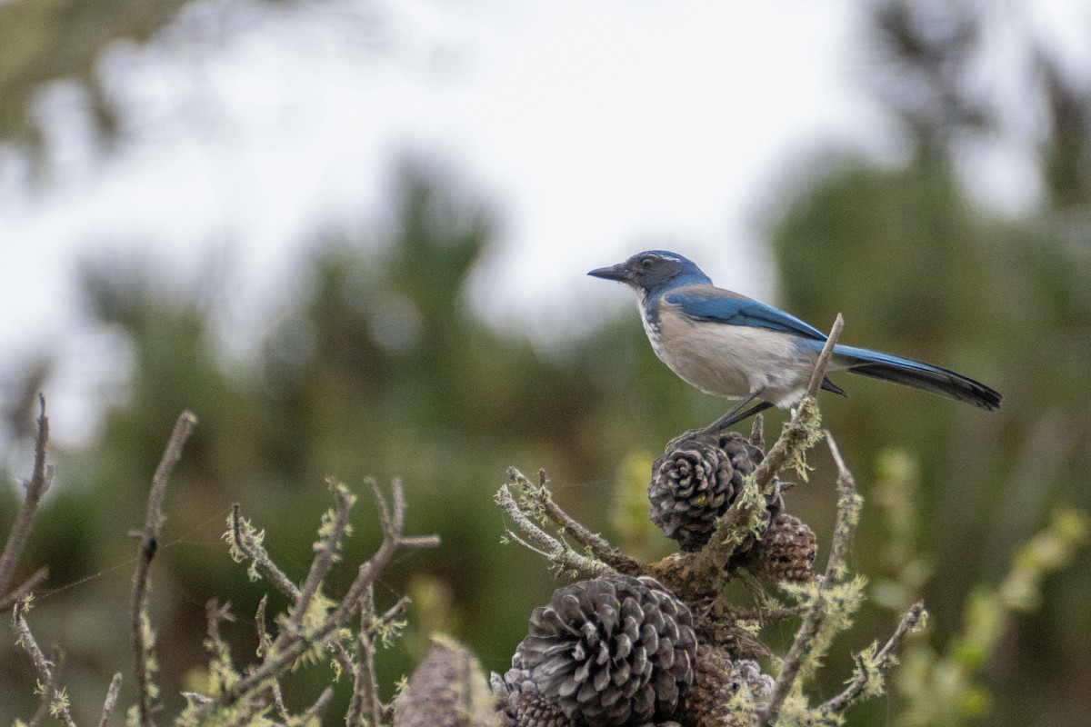 California Scrub-Jay - ML623899455