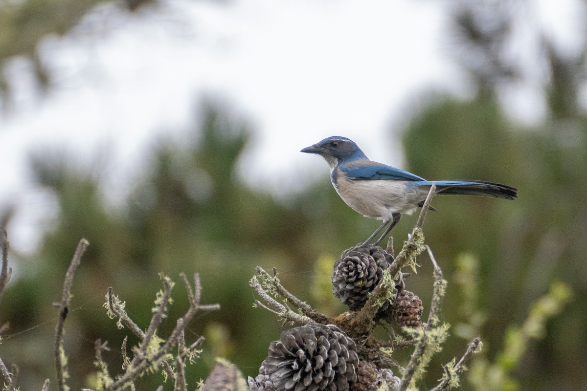 California Scrub-Jay - ML623899456