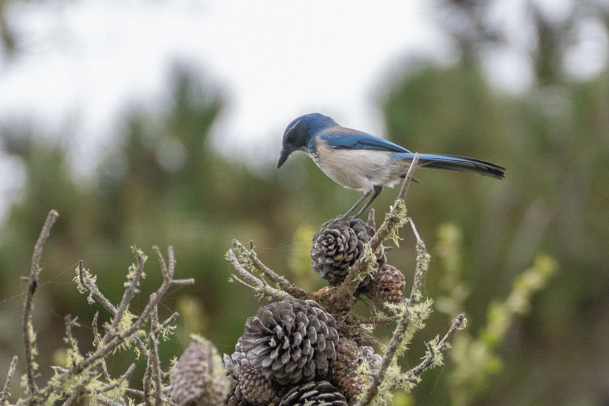 California Scrub-Jay - ML623899457