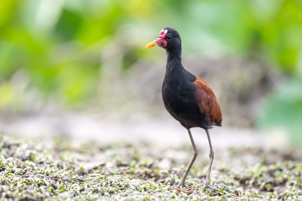 Wattled Jacana - ML623899461