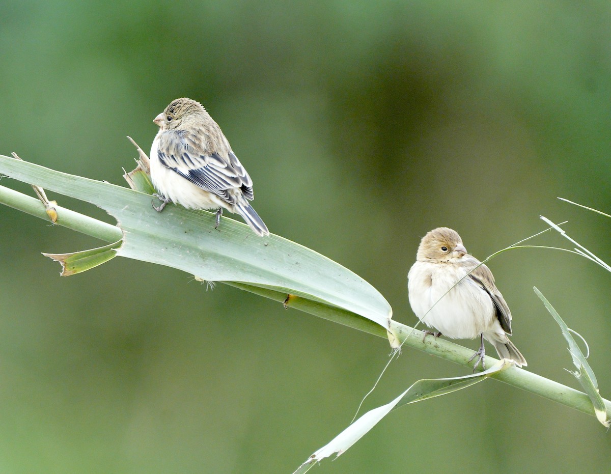 Chestnut-throated Seedeater - ML623899498