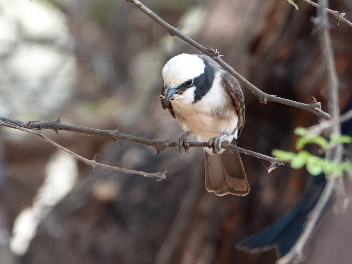 White-rumped Shrike - Liz Soria