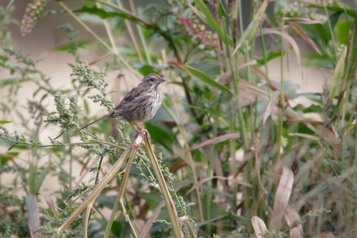 Song Sparrow - ML623899513