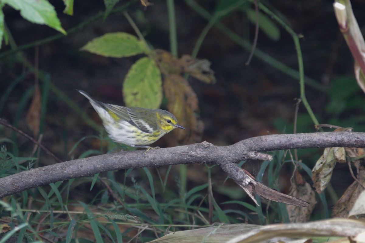 Cape May Warbler - ML623899537