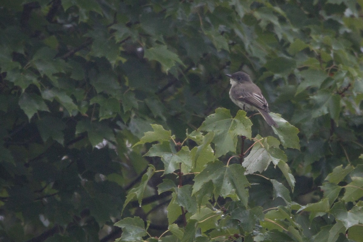 Eastern Phoebe - ML623899547