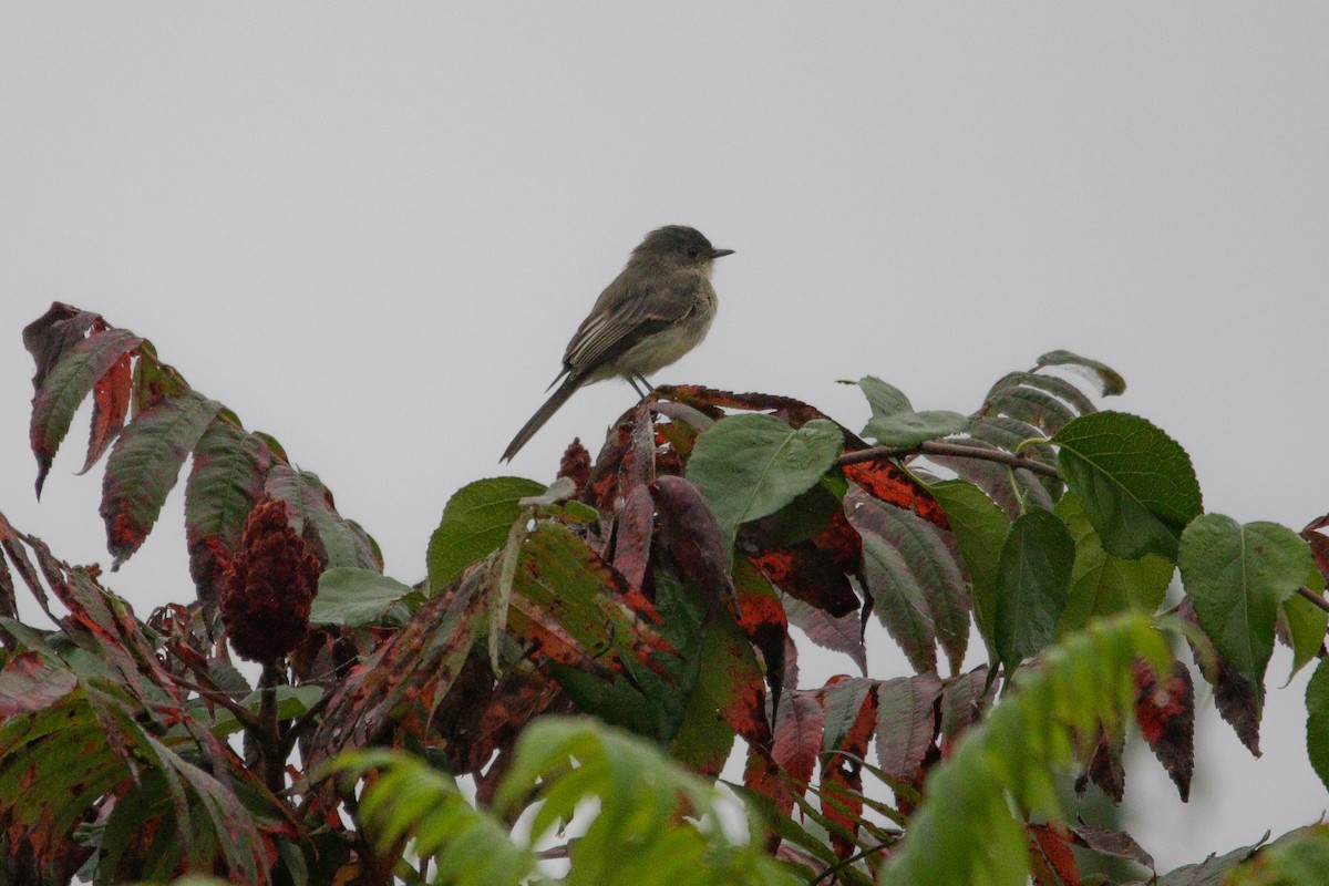 Eastern Phoebe - ML623899548