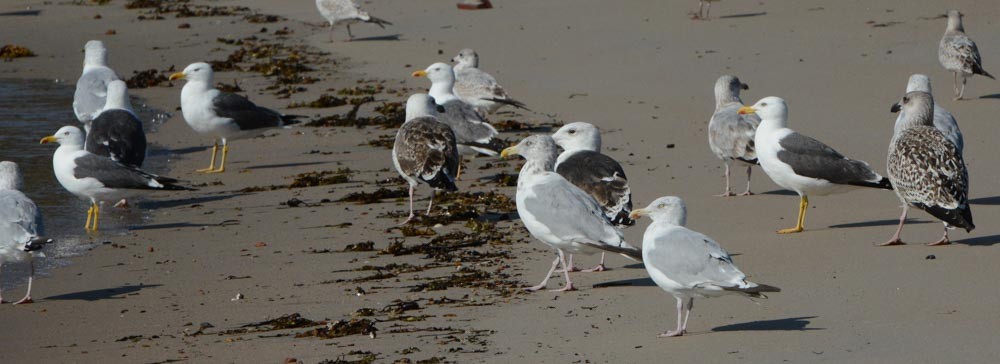 Lesser Black-backed Gull - Stephen Mullane