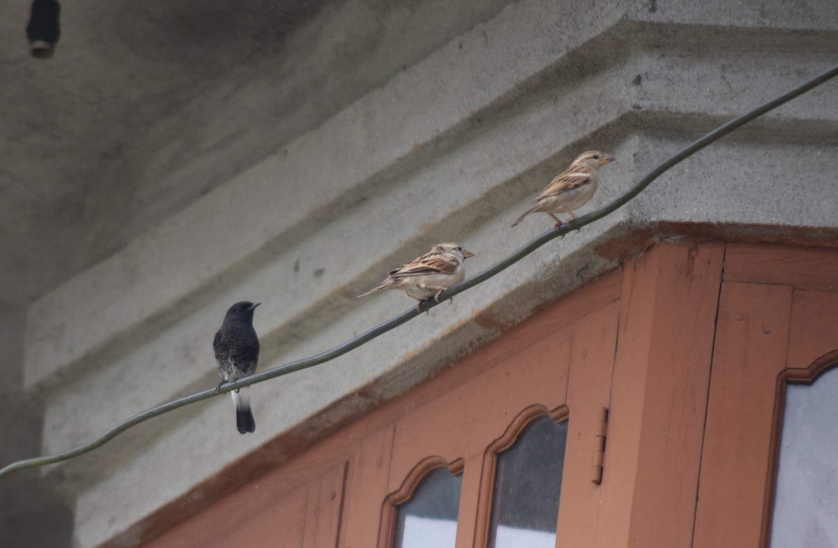 Pied Bushchat - ML623899561