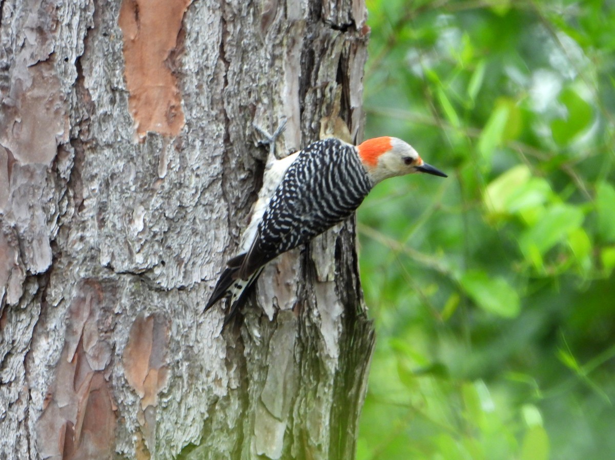 Red-bellied Woodpecker - ML623899564