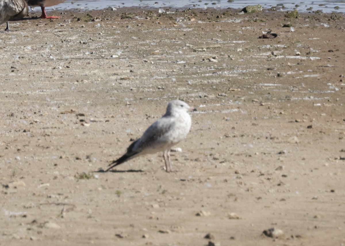 Ring-billed Gull - ML623899565