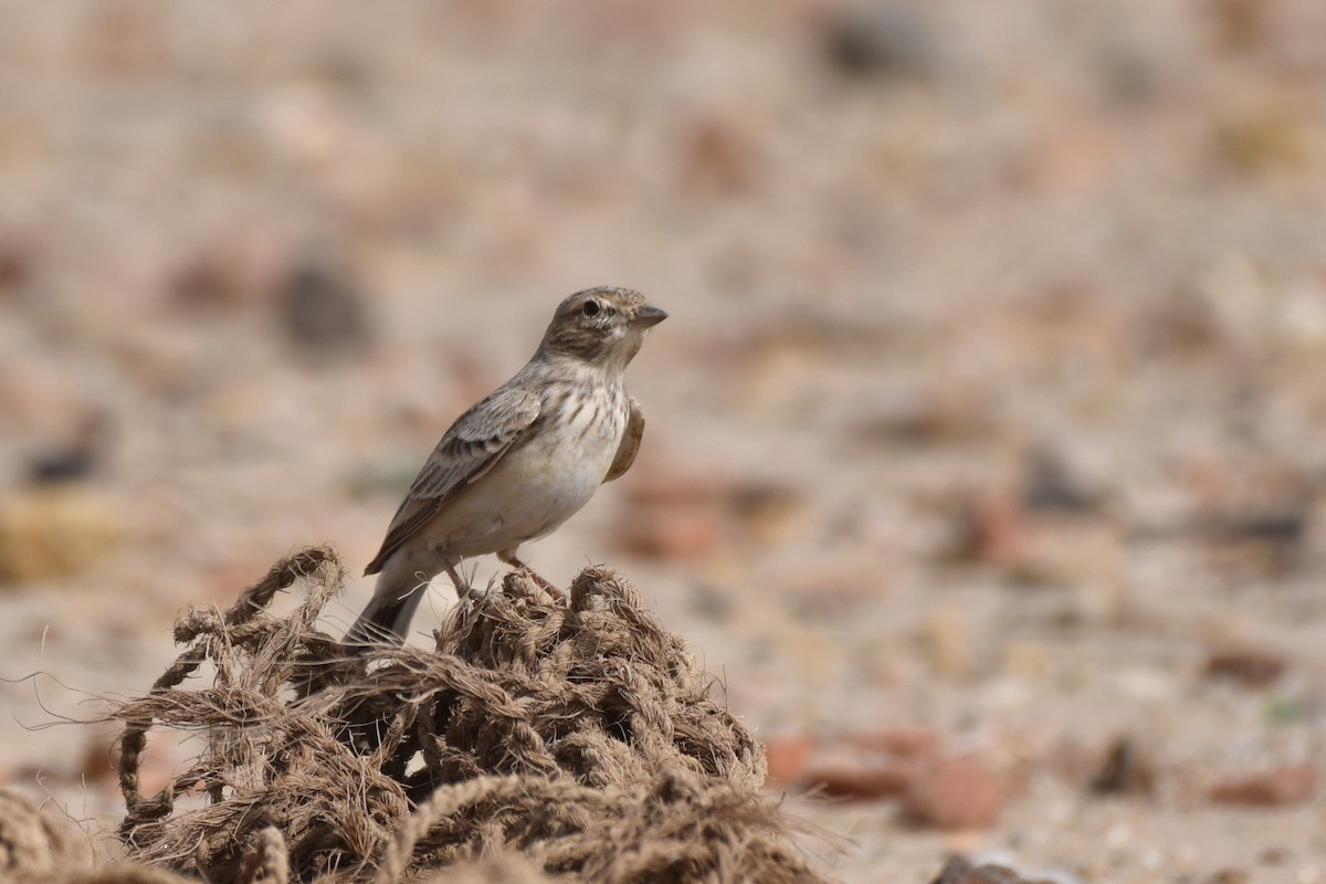 Sand Lark - ML623899572