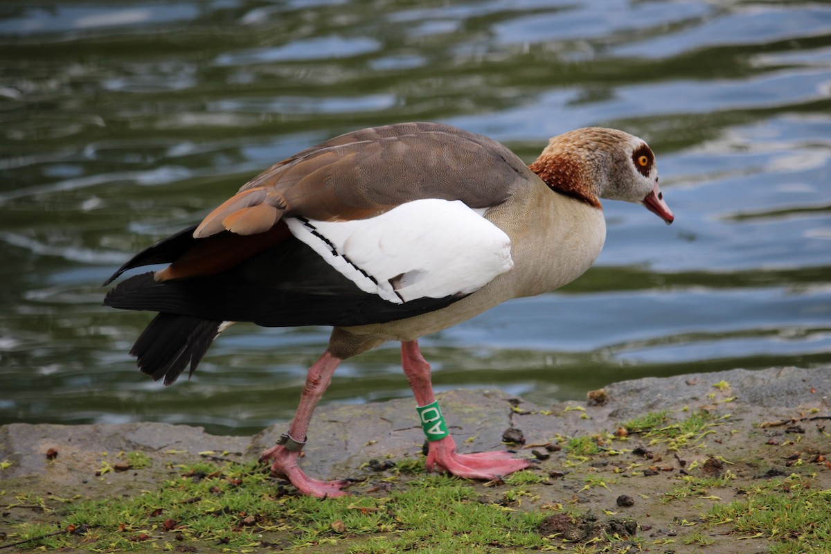 Egyptian Goose - ML623899590