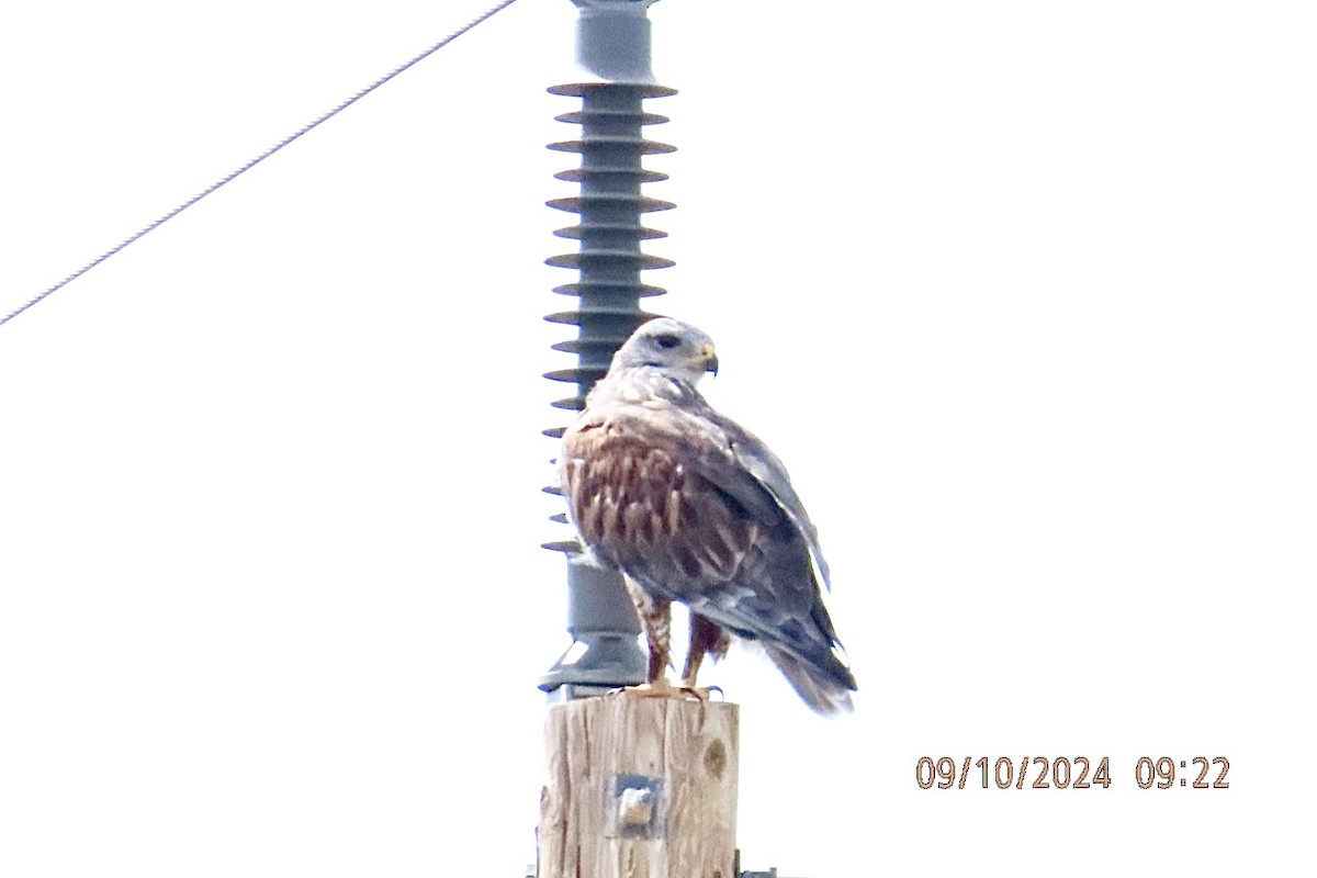 Ferruginous Hawk - ML623899599