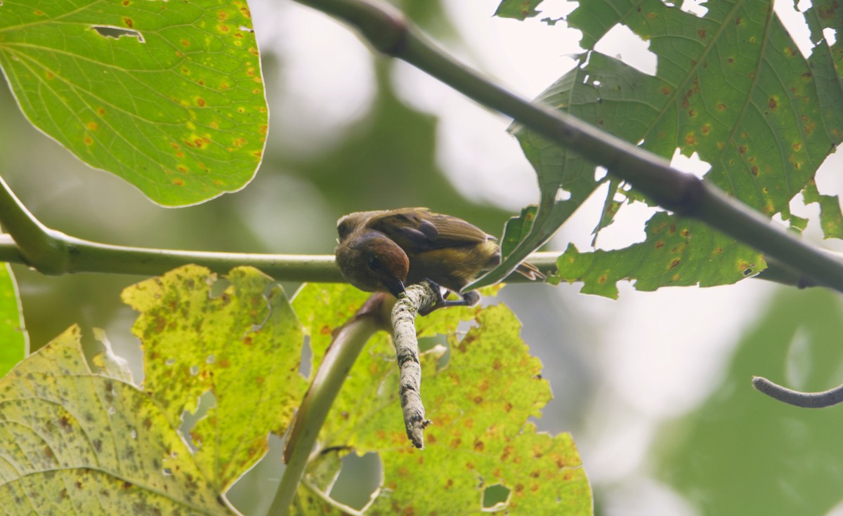 Tawny-capped Euphonia - ML623899626