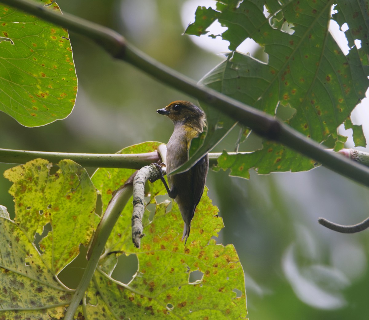 Tawny-capped Euphonia - ML623899627