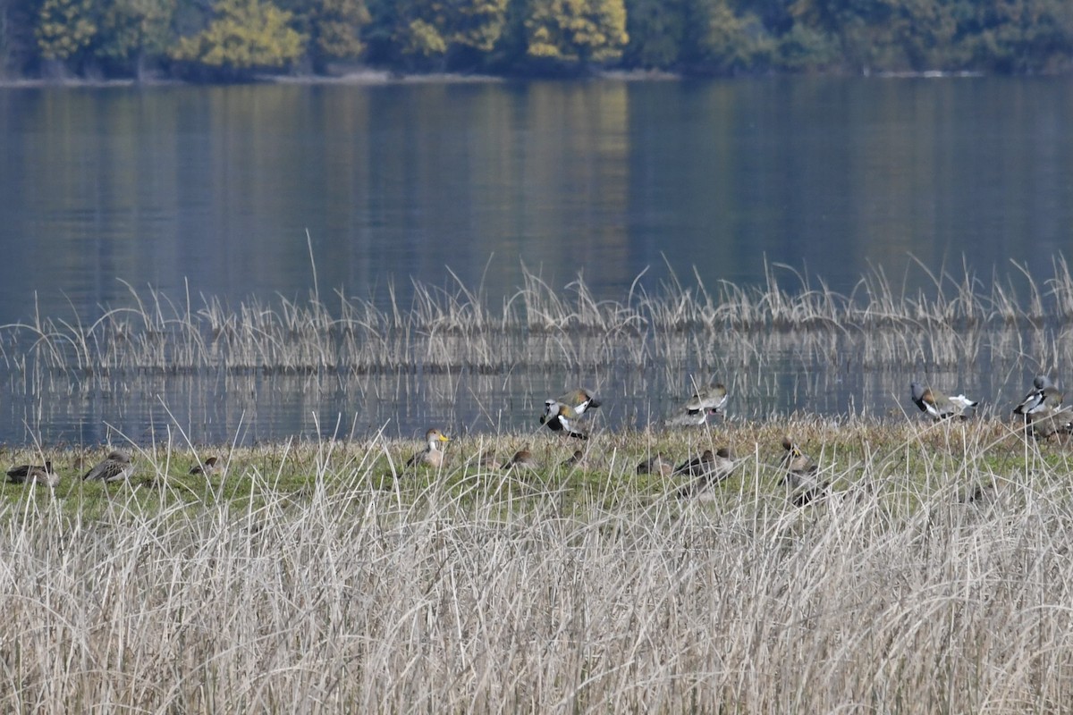 Yellow-billed Pintail - ML623899637