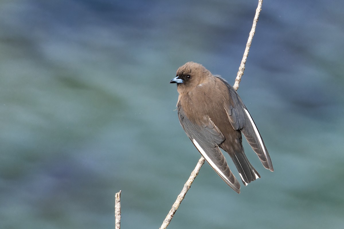 Dusky Woodswallow - ML623899646