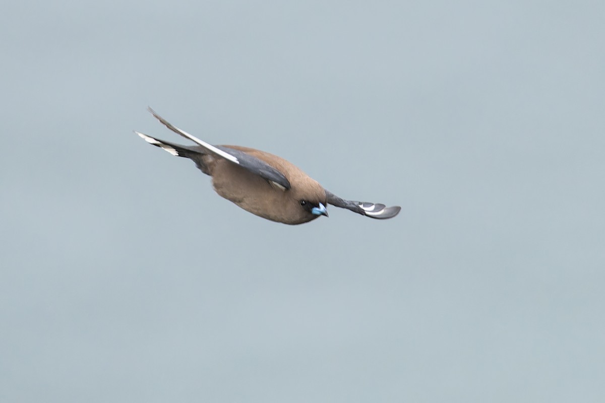 Dusky Woodswallow - ML623899647